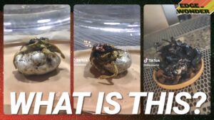 Alien Creature With Tentacles Growing on Meteorite Claims Panama Man